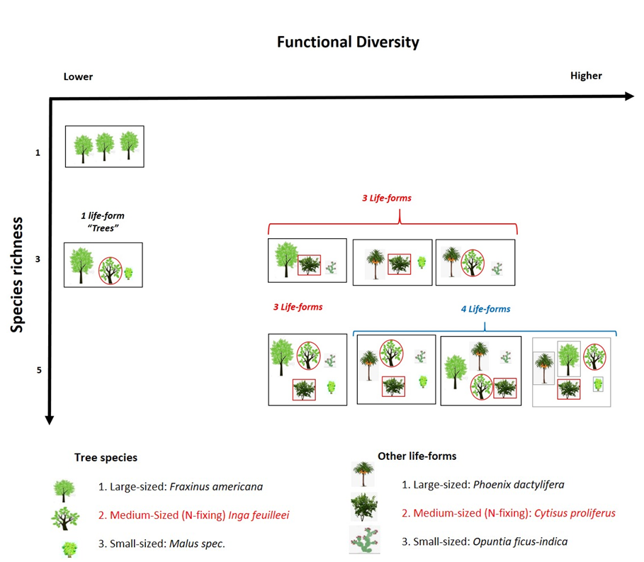 design BEF-Agroforestry experiment