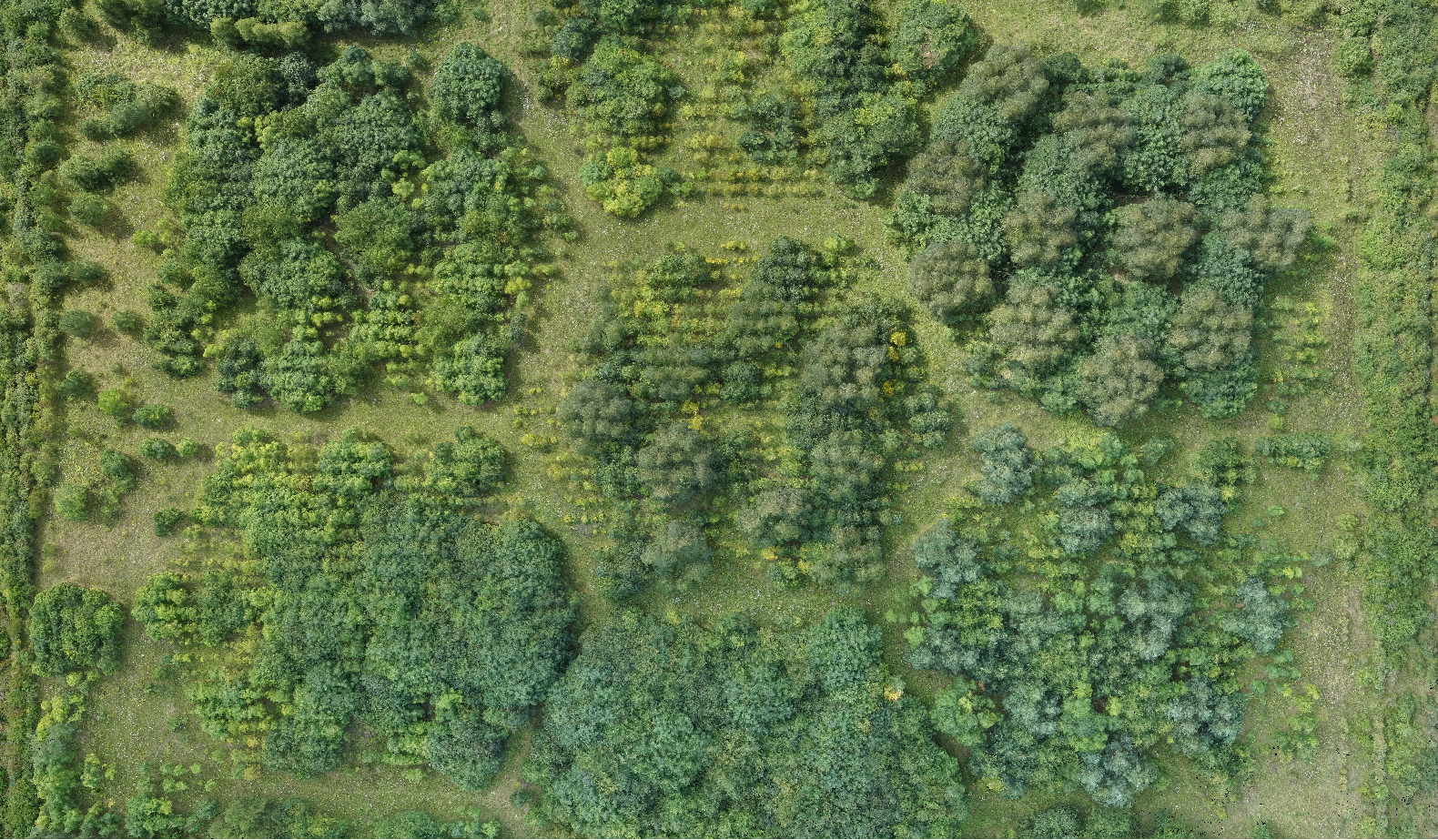 aerial view of the BIOTREE-FD experiment