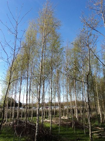 photo oak and birch