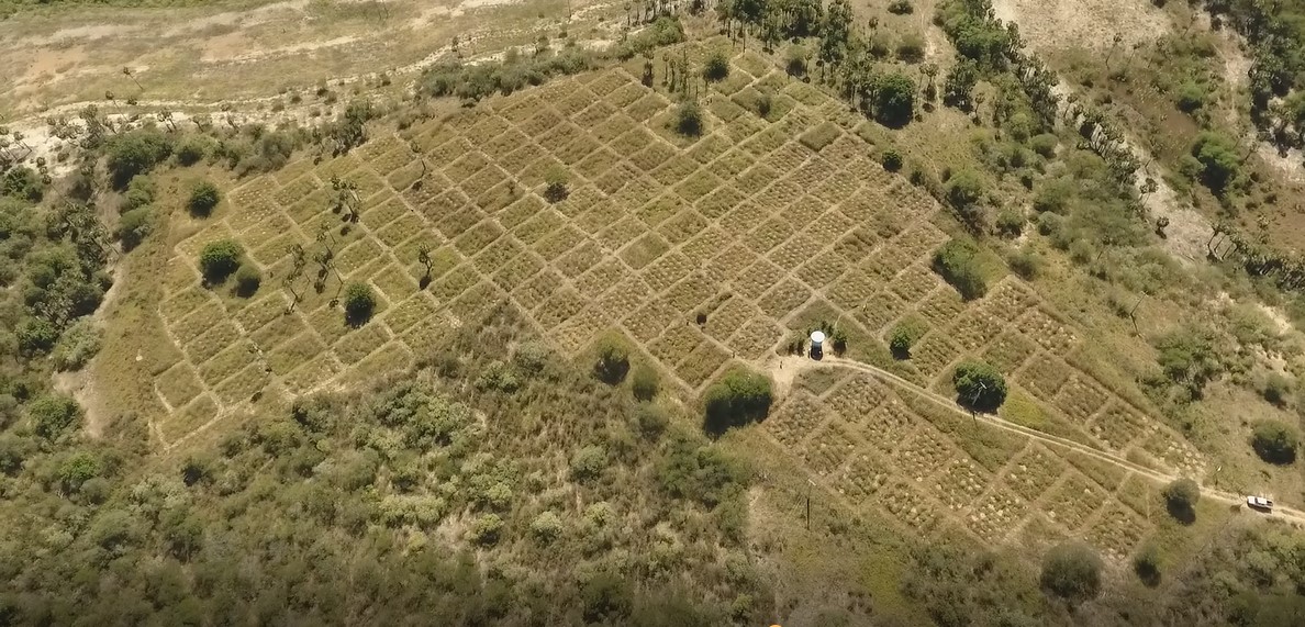 aerial view plantation