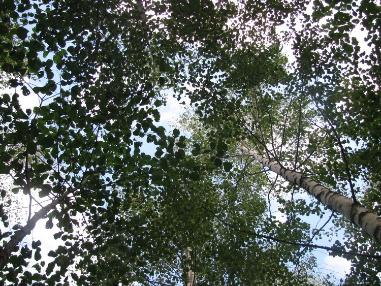 canopy 2-species plot in 2015